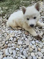 Snowball, a female German Shepherd Dog for sale in Concord, NC – 4 of 5