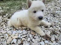 Snowball, a female German Shepherd Dog for sale in Concord, NC – 3 of 5
