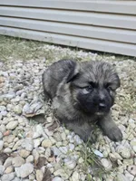 Zoro, a male German Shepherd Dog for sale in Concord, NC – 4 of 4