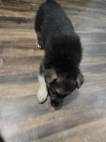 Shadow, a female German Shepherd Dog for sale in Concord, NC – 2 of 5