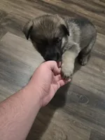 Stripe, a female German Shepherd Dog for sale in Concord, NC – 3 of 5