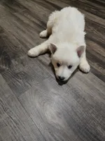 Tiny, a female German Shepherd Dog for sale in Concord, NC – 3 of 5
