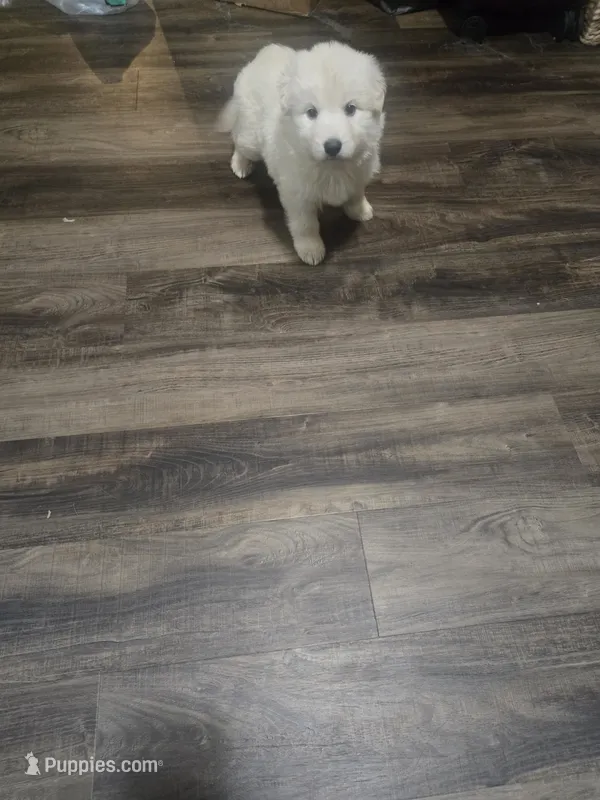 Greeny – German Shepherd Dog puppy for sale in Concord, NC