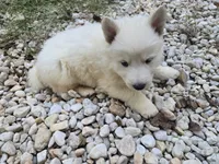 Snowball, a female German Shepherd Dog for sale in Concord, NC – 2 of 5