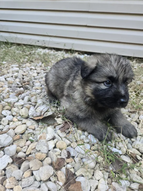 Zoro – German Shepherd Dog puppy for sale in Concord, NC