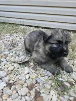 Zoro, a male German Shepherd Dog for sale in Concord, NC – 1 of 4