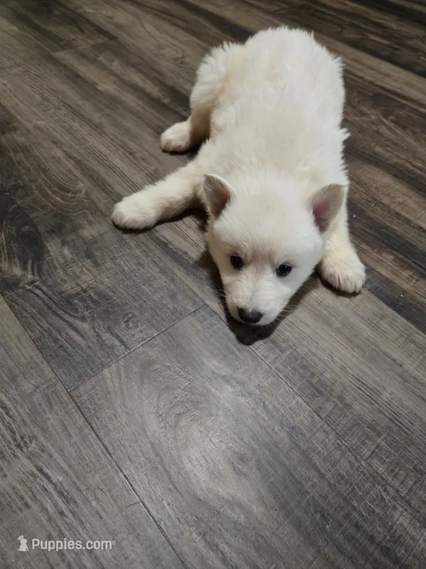 Tiny – German Shepherd Dog puppy for sale in Concord, NC
