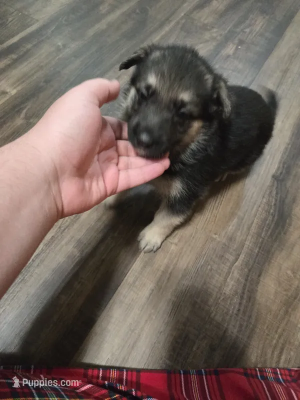 Shadow – German Shepherd Dog puppy for sale in Concord, NC