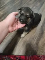 Shadow, a female German Shepherd Dog for sale in Concord, NC – 1 of 5