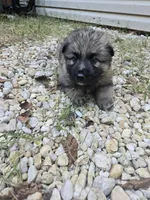 Zoro, a male German Shepherd Dog for sale in Concord, NC – 3 of 4