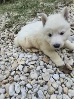 Snowball, a female German Shepherd Dog for sale in Concord, NC – 5 of 5