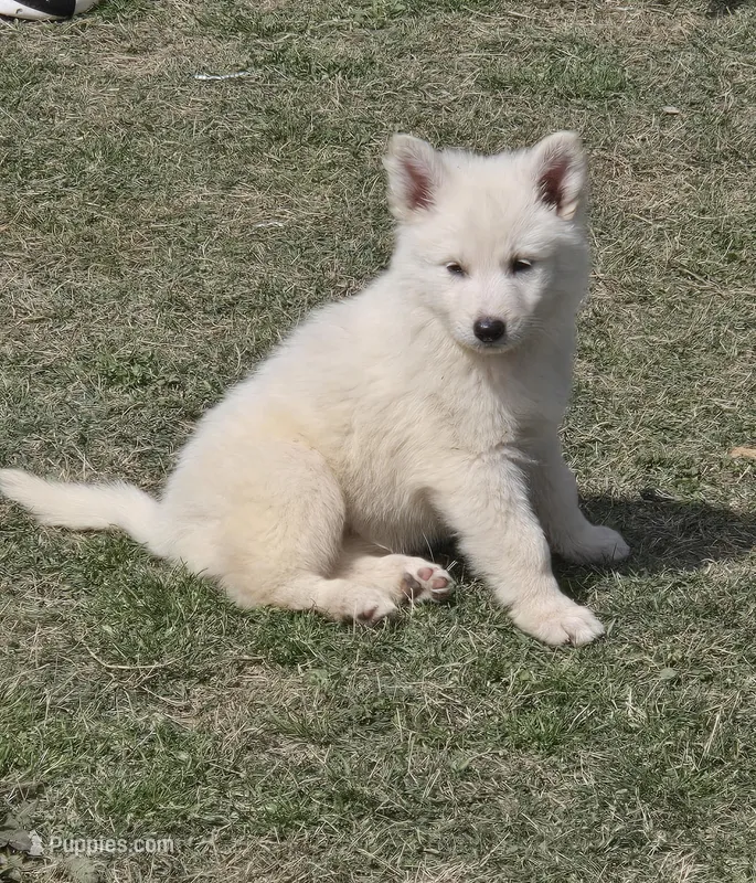 No. 4 – German Shepherd Dog puppy for sale in Concord, NC