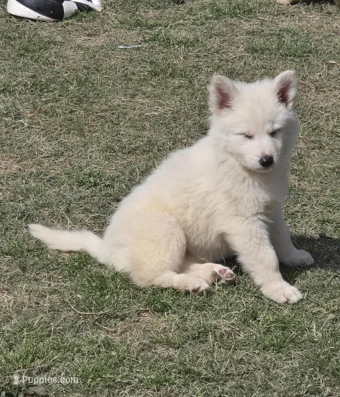 No. 4 – German Shepherd Dog puppy for sale in Concord, NC