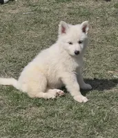 No. 4, a female German Shepherd Dog for sale in Concord, NC – Photo 3 of 3