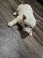 Tiny, a female German Shepherd Dog for sale in Concord, NC – 2 of 5