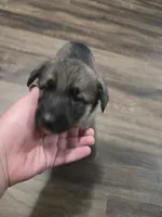 Stripe, a female German Shepherd Dog for sale in Concord, NC – 2 of 5