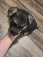 Shadow, a female German Shepherd Dog for sale in Concord, NC – 5 of 5