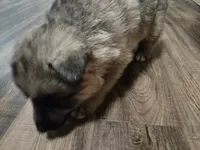 Dot, a male German Shepherd Dog for sale in Concord, NC – 2 of 6