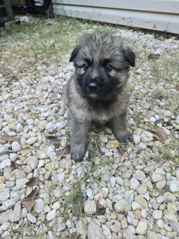 Dot – German Shepherd Dog puppy for sale in Concord, NC