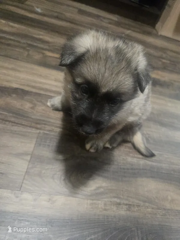 Dot – German Shepherd Dog puppy for sale in Concord, NC