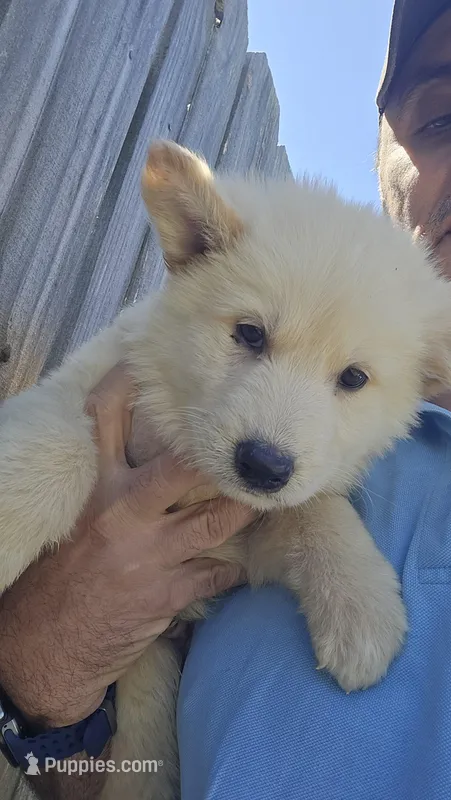 No. 2 – German Shepherd Dog puppy for sale in Concord, NC