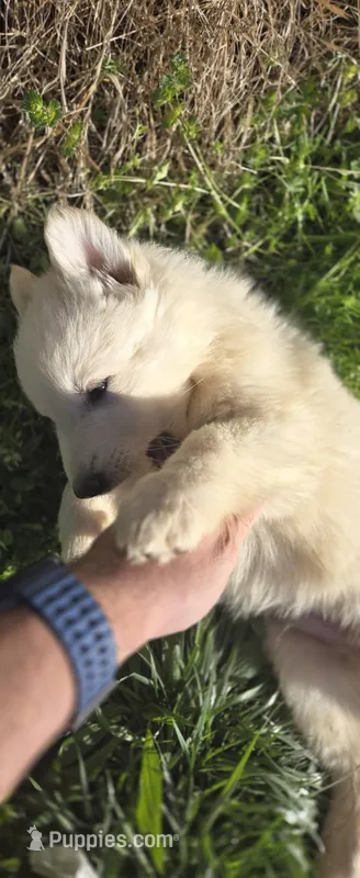 No. 2 – German Shepherd Dog puppy for sale in Concord, NC