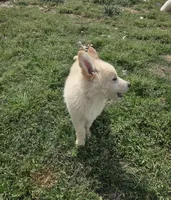 No. 7, a female German Shepherd Dog for sale in Concord, NC – Photo 3 of 3