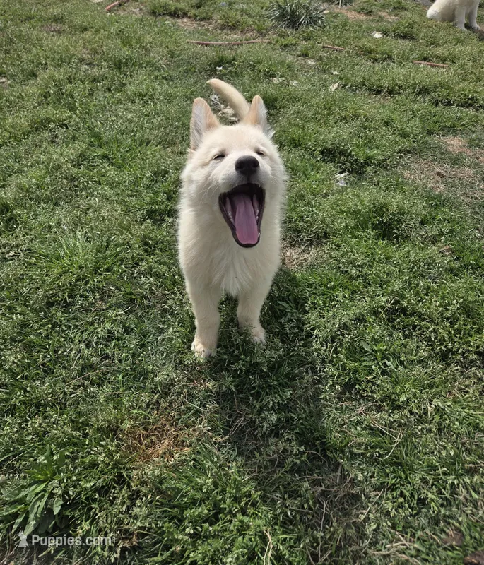 No. 7 – German Shepherd Dog puppy for sale in Concord, NC