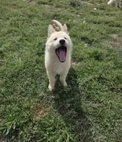 No. 7, a female German Shepherd Dog for sale in Concord, NC – Photo 1 of 3