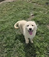 No. 7, a female German Shepherd Dog for sale in Concord, NC – Photo 2 of 3