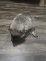 Dot, a male German Shepherd Dog for sale in Concord, NC – 4 of 6