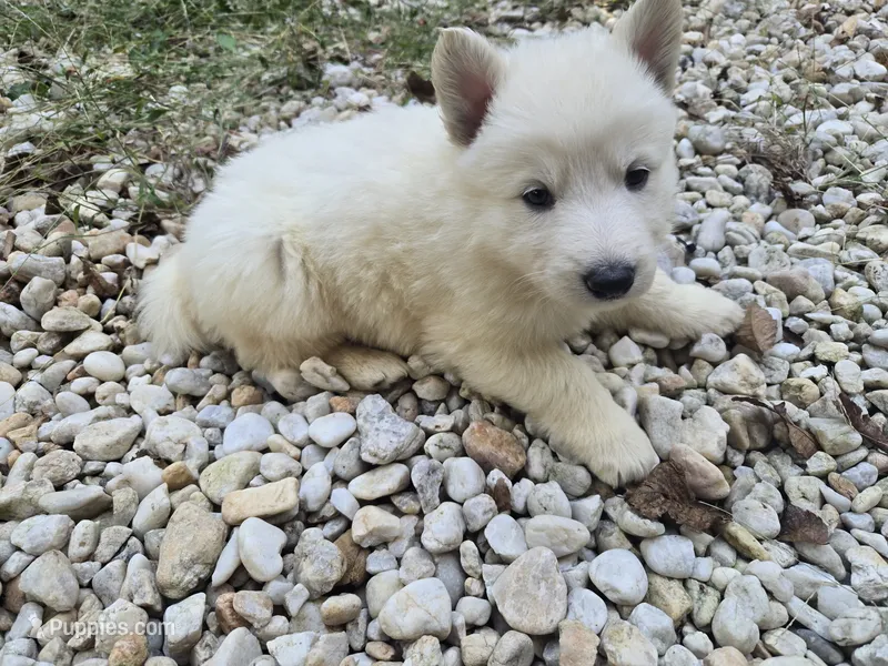 Tiny – German Shepherd Dog puppy for sale in Concord, NC