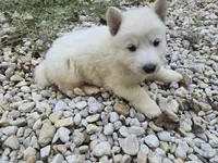 Snowball, a female German Shepherd Dog for sale in Concord, NC – 1 of 5