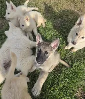 No. 3, a female German Shepherd Dog for sale in Concord, NC – Photo 2 of 5