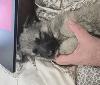 No. 3, a female German Shepherd Dog for sale in Concord, NC – Photo 3 of 5