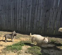 No. 3, a female German Shepherd Dog for sale in Concord, NC – Photo 4 of 5