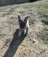 No. 3, a female German Shepherd Dog for sale in Concord, NC – Photo 1 of 5