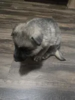 Dot, a male German Shepherd Dog for sale in Concord, NC – 5 of 6