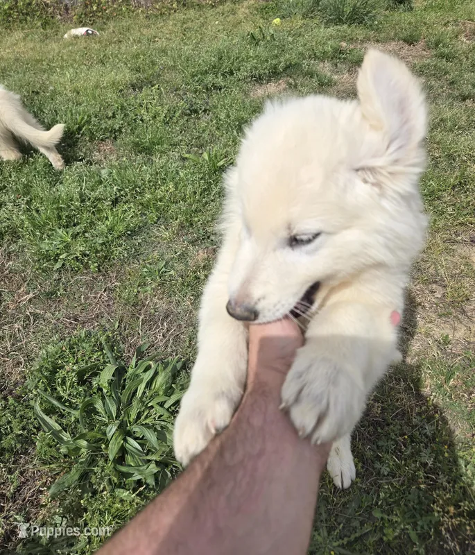 No. 6 – German Shepherd Dog puppy for sale in Concord, NC