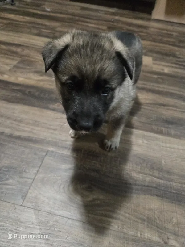 Stripe – German Shepherd Dog puppy for sale in Concord, NC