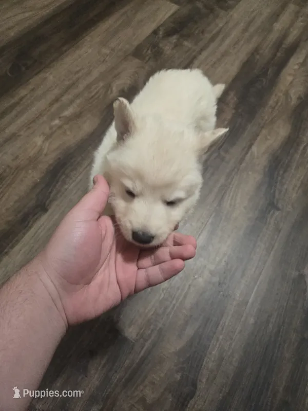 Blue – German Shepherd Dog puppy for sale in Concord, NC