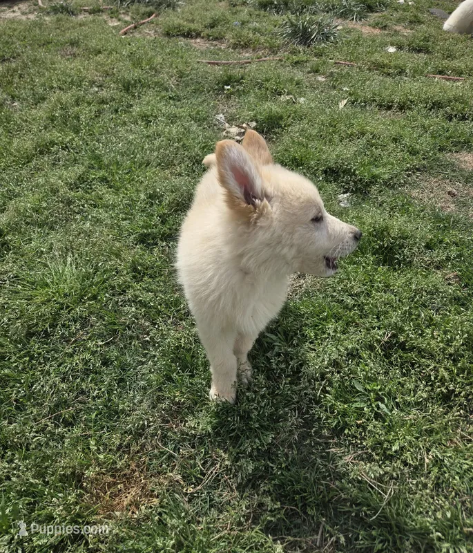 No. 1 – German Shepherd Dog puppy for sale in Concord, NC