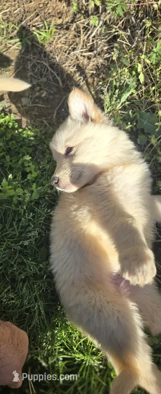 No. 1 – German Shepherd Dog puppy for sale in Concord, NC