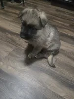 Dot, a male German Shepherd Dog for sale in Concord, NC – 3 of 6