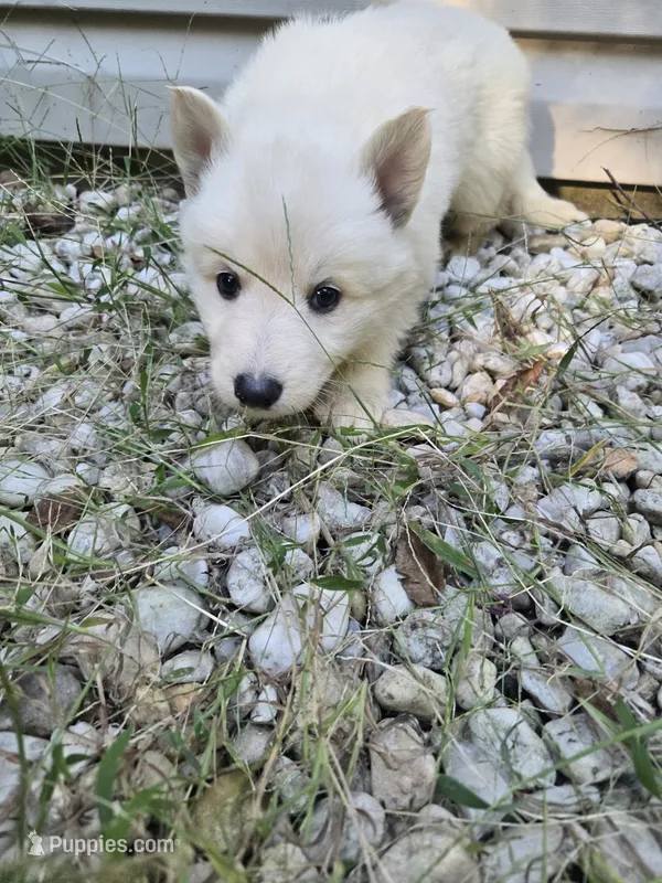 Greeny – German Shepherd Dog puppy for sale in Concord, NC