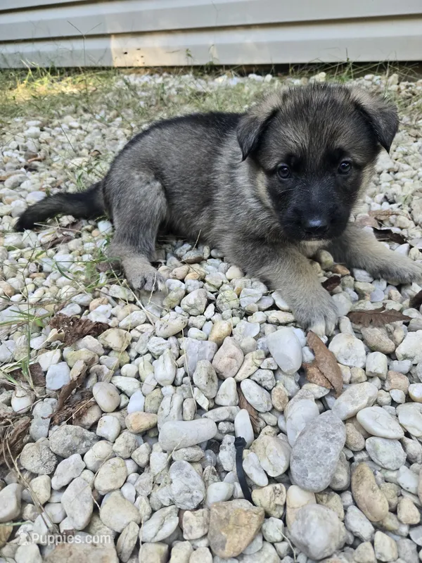 Stripe – German Shepherd Dog puppy for sale in Concord, NC
