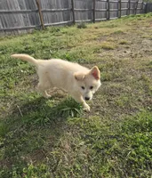 No. 8, a female German Shepherd Dog for sale in Concord, NC – Photo 2 of 2