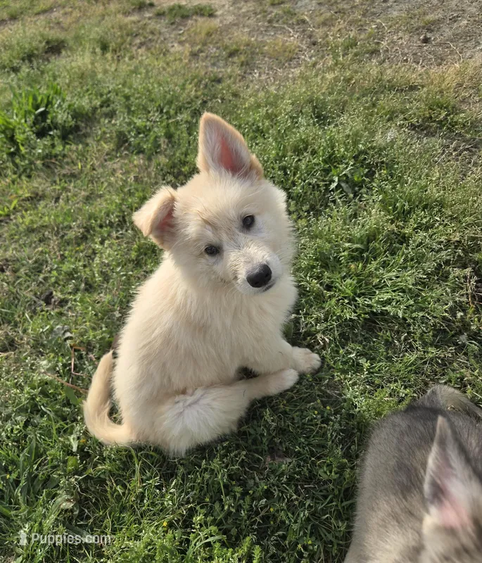 No. 8 – German Shepherd Dog puppy for sale in Concord, NC