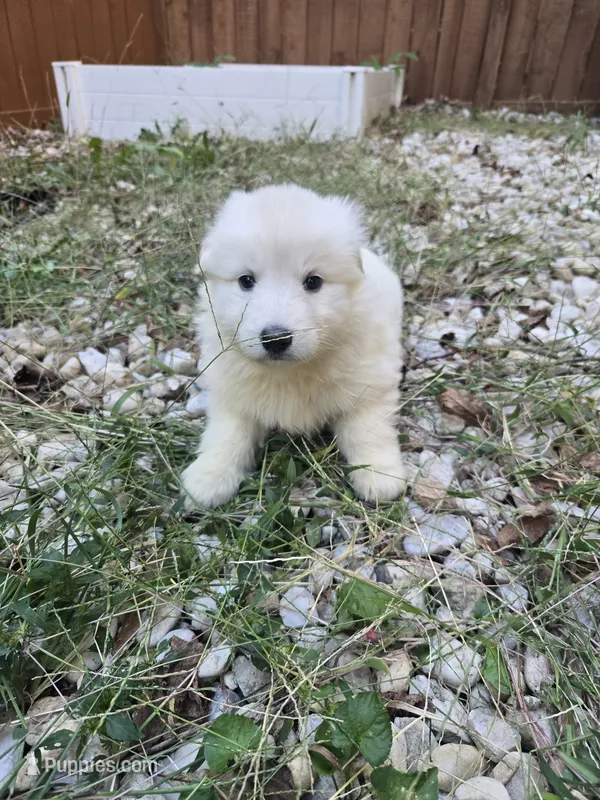 Blue – German Shepherd Dog puppy for sale in Concord, NC