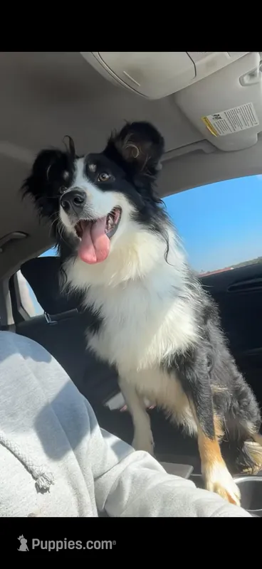 Stetson  – Australian Shepherd puppy for sale in Claremore, OK
